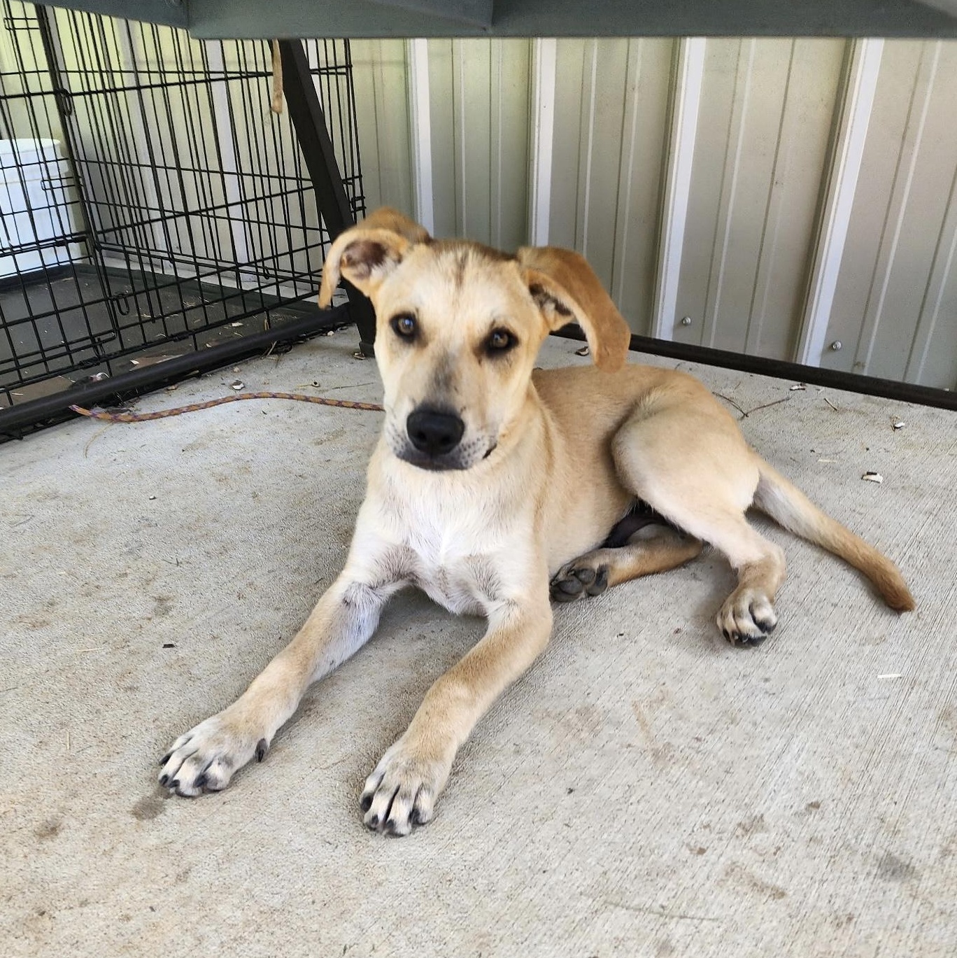 Finn, a Adoptable mixed breed in Little Rock, AR image 6/6