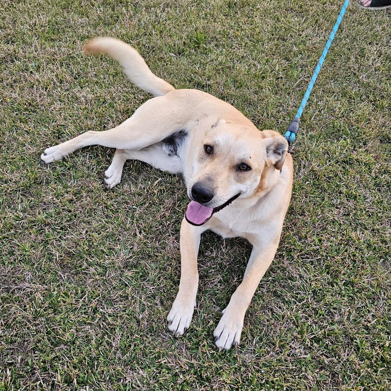 Finn, a Adoptable mixed breed in Little Rock, AR image 2/5