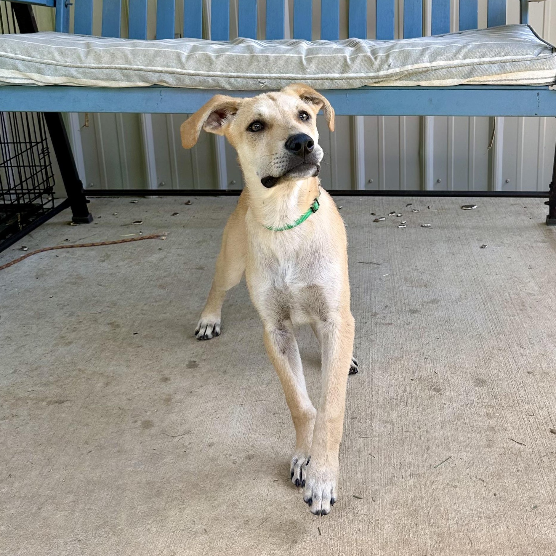 Finn, a Adoptable mixed breed in Little Rock, AR image 5/6