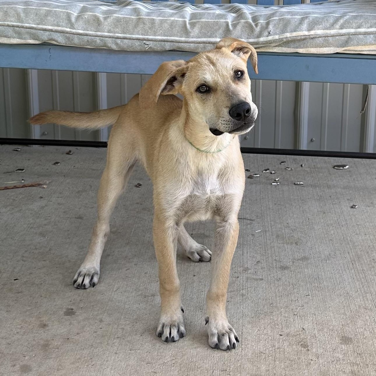 Finn, Young Male Labrador Retriever