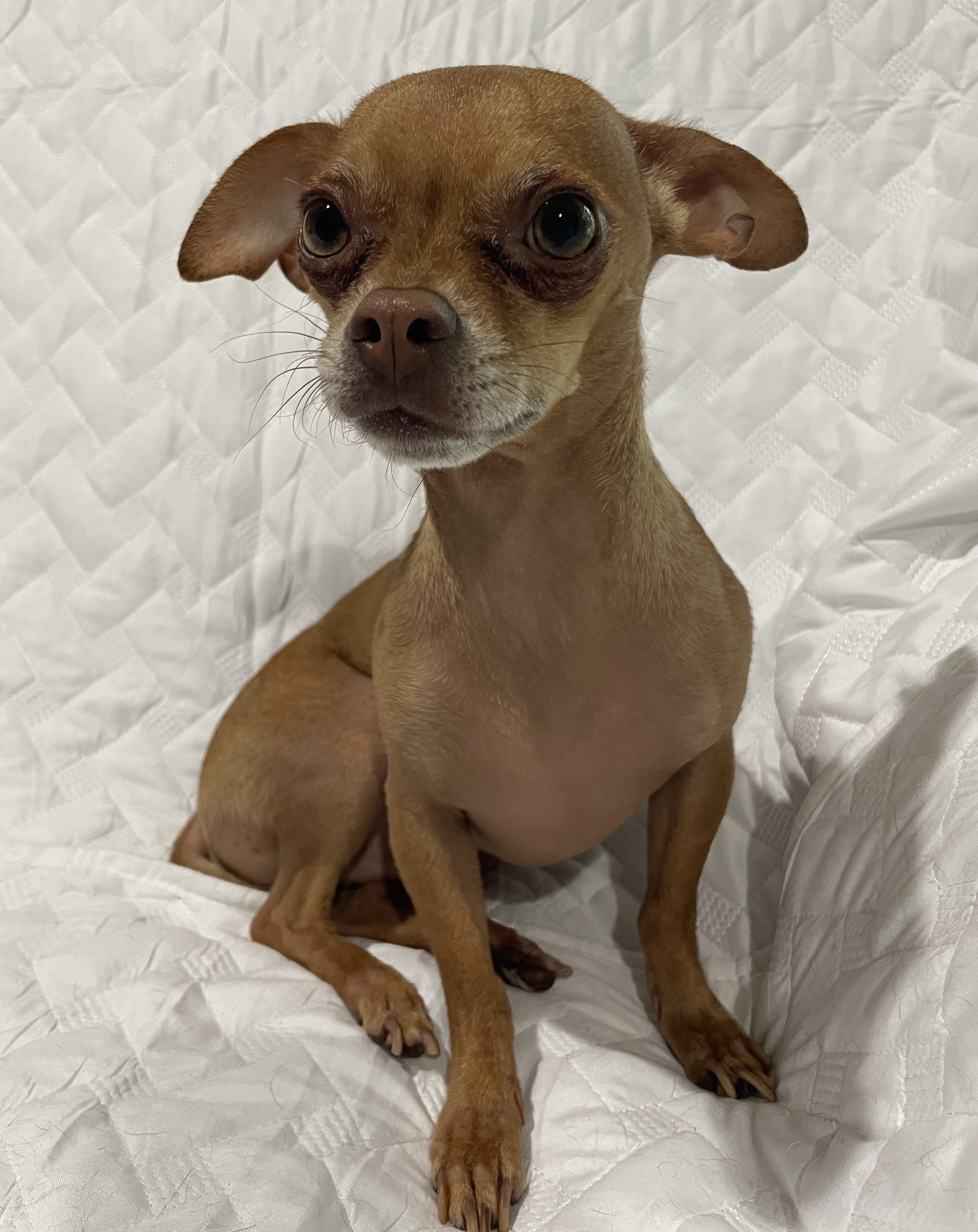 Lucas, Adoptable, Adult Male Chihuahua.
