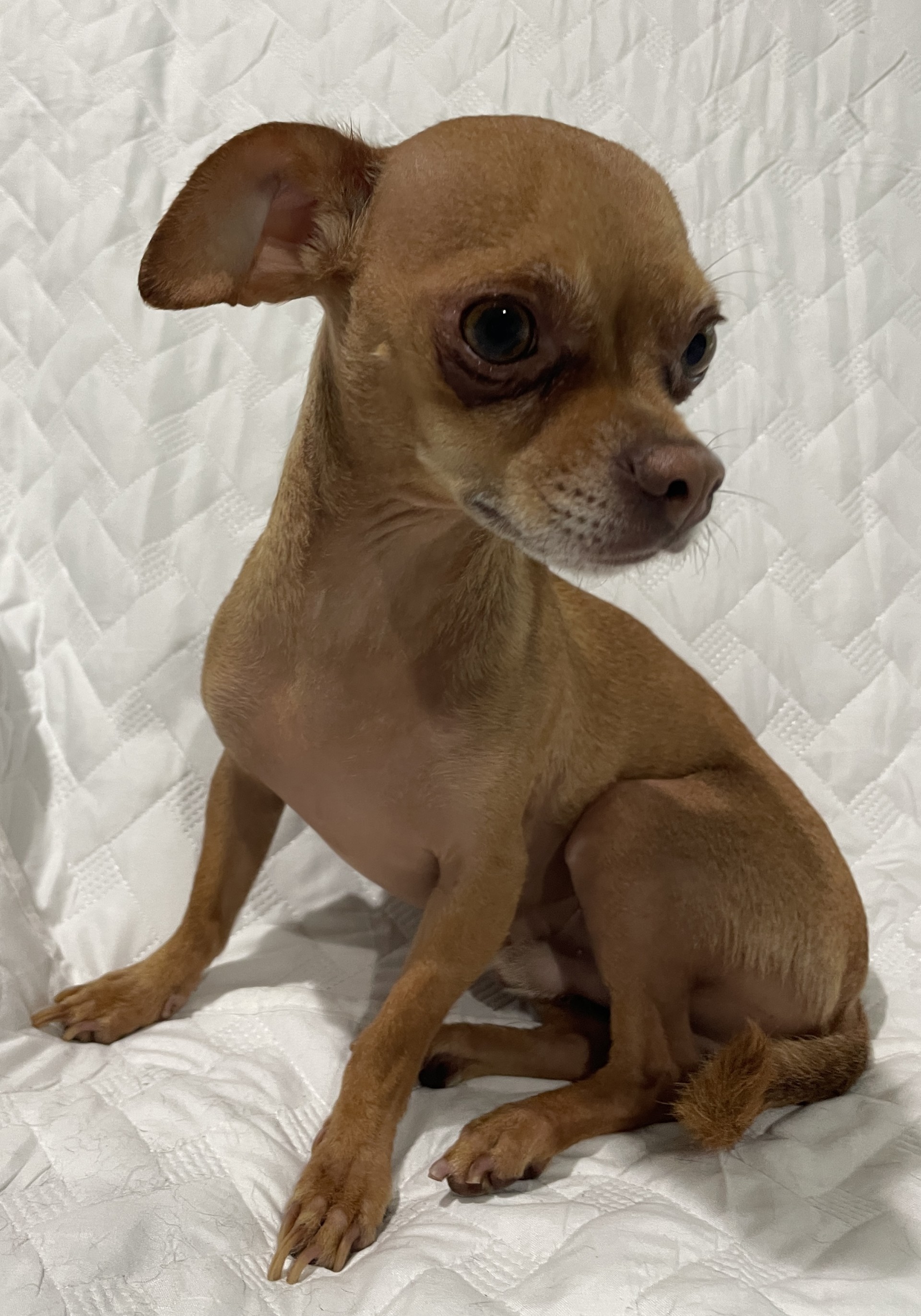 Lucas, a Adoptable Chihuahua in Sarasota, FL image 2/6
