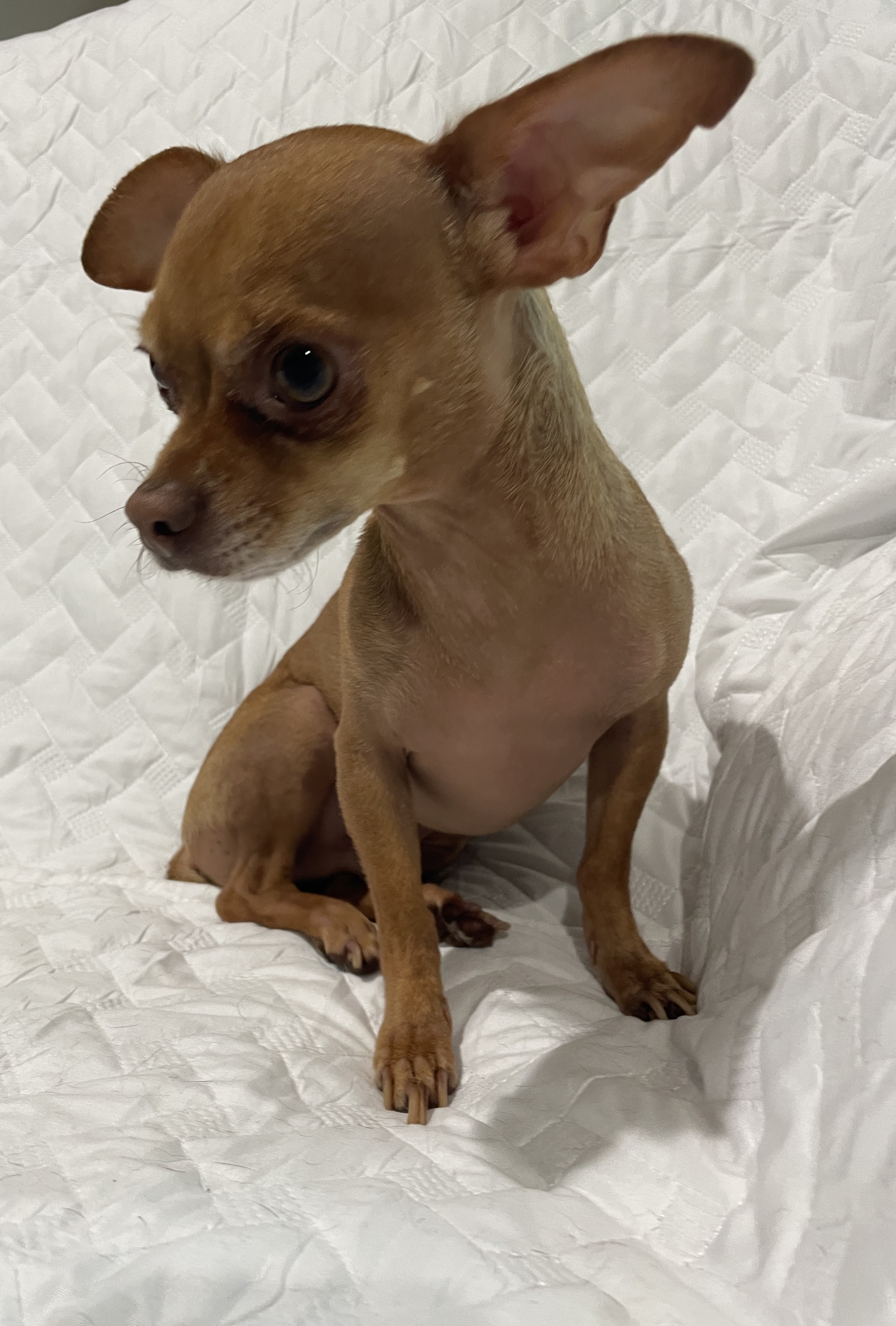 Lucas, Adoptable, Adult Male Chihuahua.