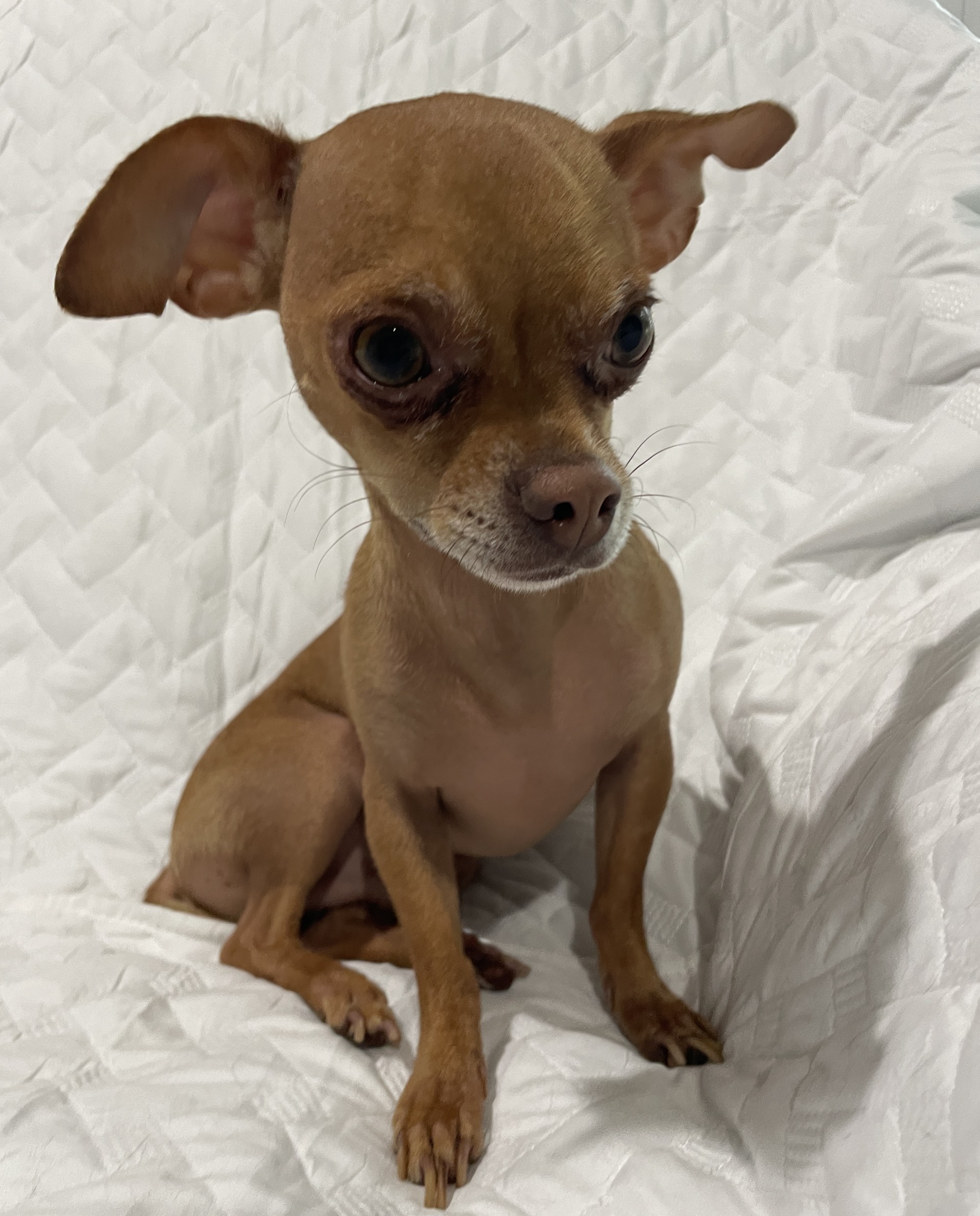 Lucas, a Adoptable Chihuahua in Sarasota, FL image 4/6