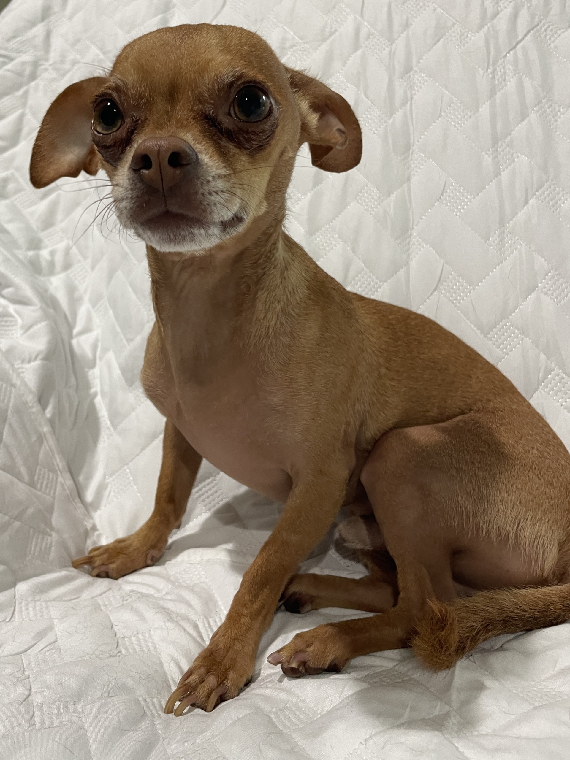 Lucas, a Adoptable Chihuahua in Sarasota, FL image 5/6