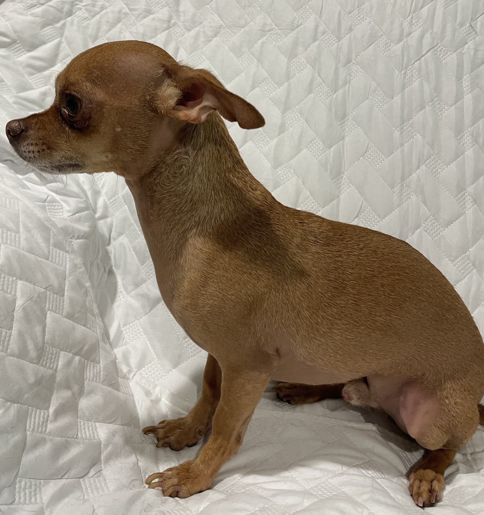 Lucas, a Adoptable Chihuahua in Sarasota, FL image 6/6