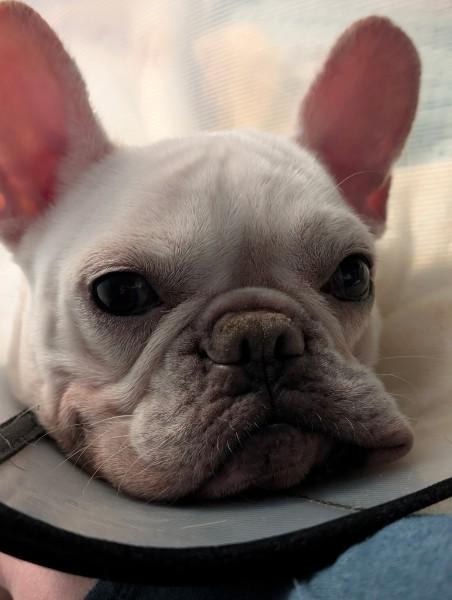 Opal, ADOPTABLE, Adult Female French Bulldog.