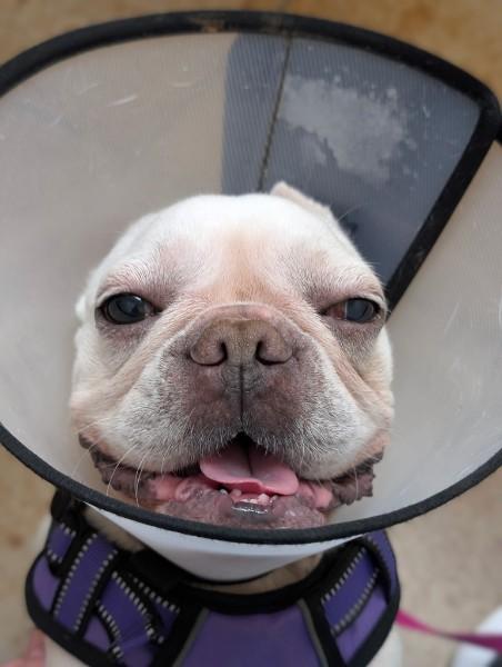 Enlarge Opal, a ADOPTABLE French Bulldog in Casa Grande, AZ image 5/6