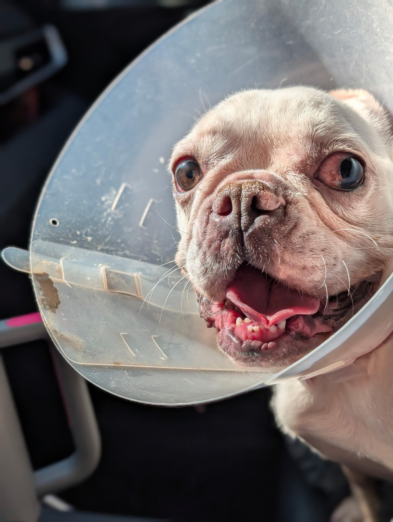 Enlarge Opal, a ADOPTABLE French Bulldog in Casa Grande, AZ image 4/6