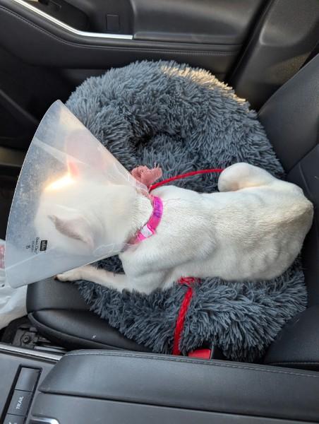 Enlarge Opal, a ADOPTABLE French Bulldog in Casa Grande, AZ image 2/6