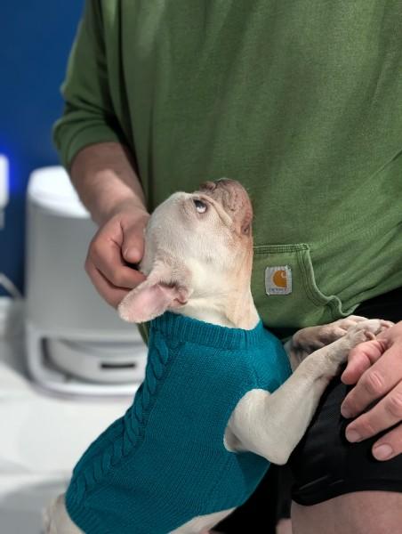Enlarge Opal, a ADOPTABLE French Bulldog in Casa Grande, AZ image 3/6