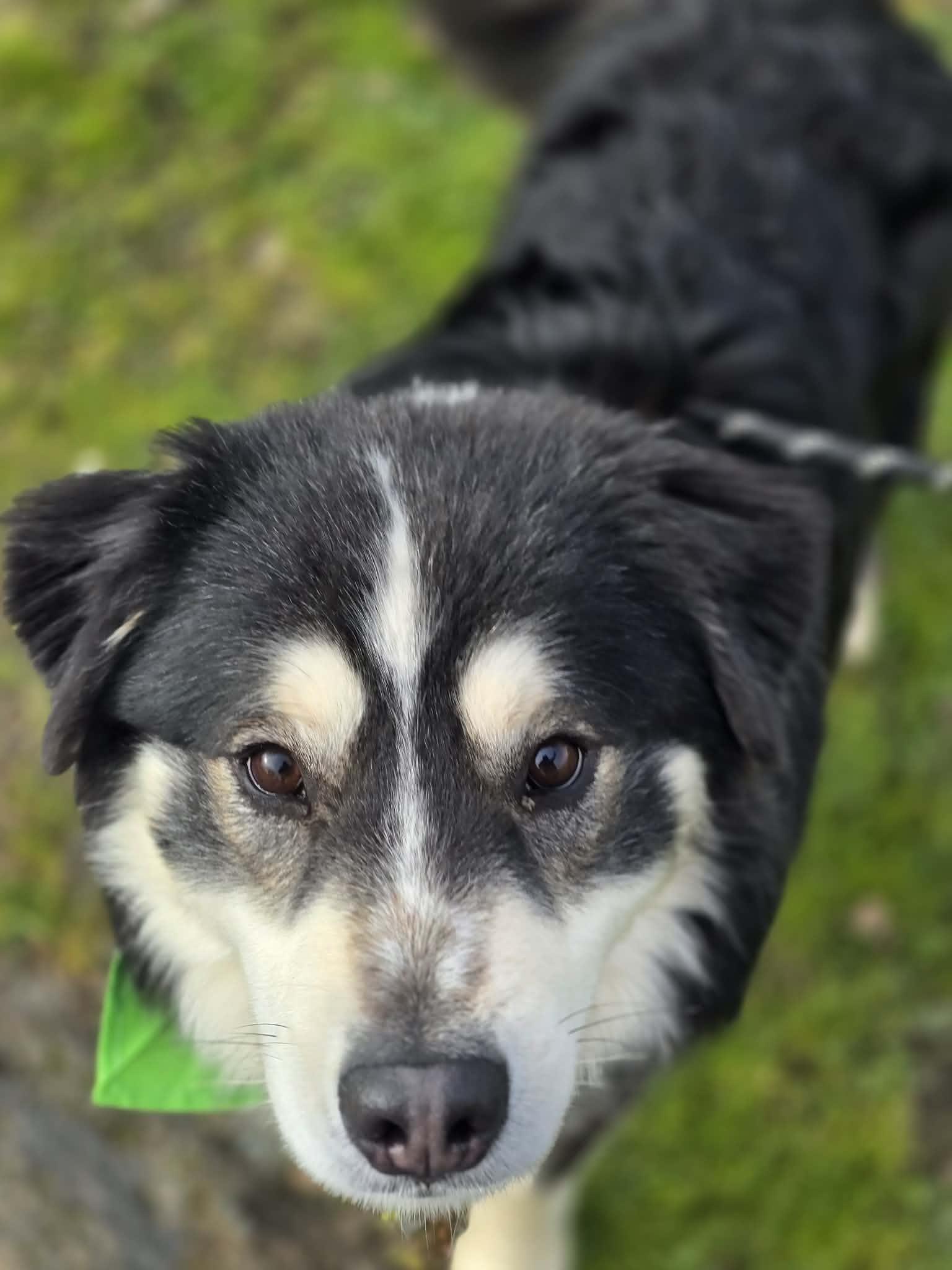 Enlarge Quesadilla, an adopted mixed breed in Grants Pass, OR image 1/3