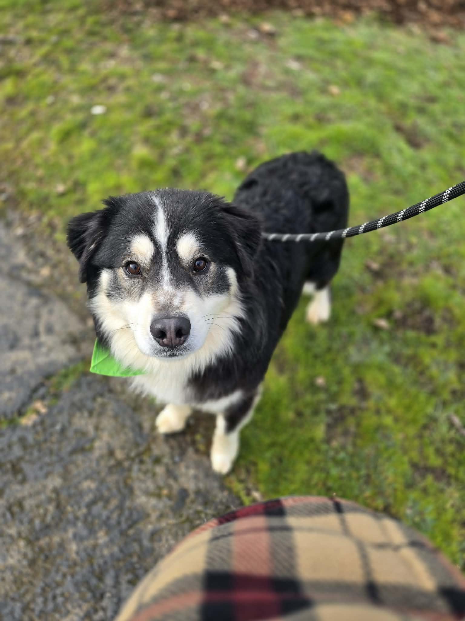 Enlarge Quesadilla, an adopted mixed breed in Grants Pass, OR image 2/3