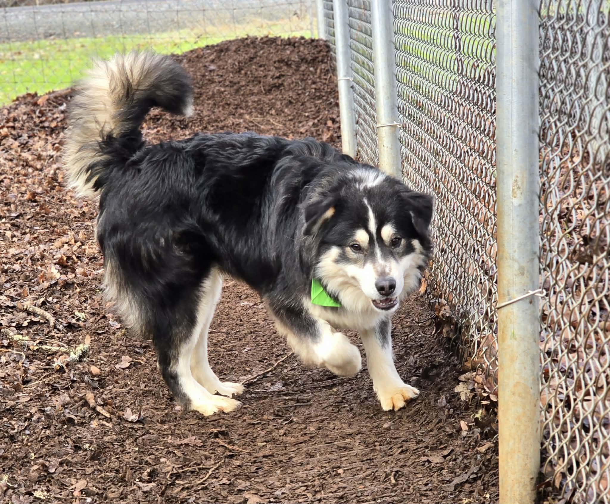 Enlarge Quesadilla, an adopted mixed breed in Grants Pass, OR image 3/3