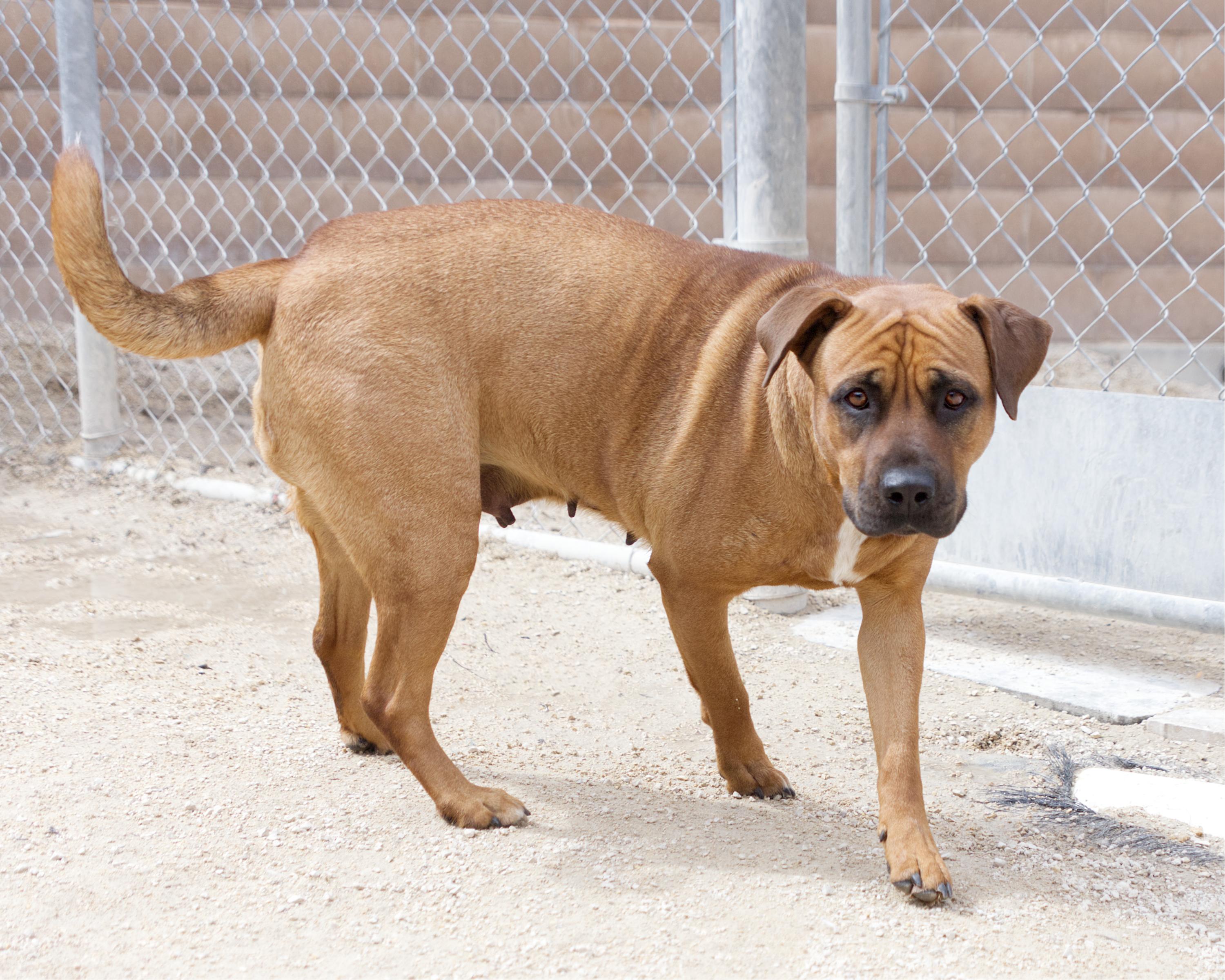 Enlarge Moxie, an adoptable mixed breed in Winnipeg, MB image 2/3