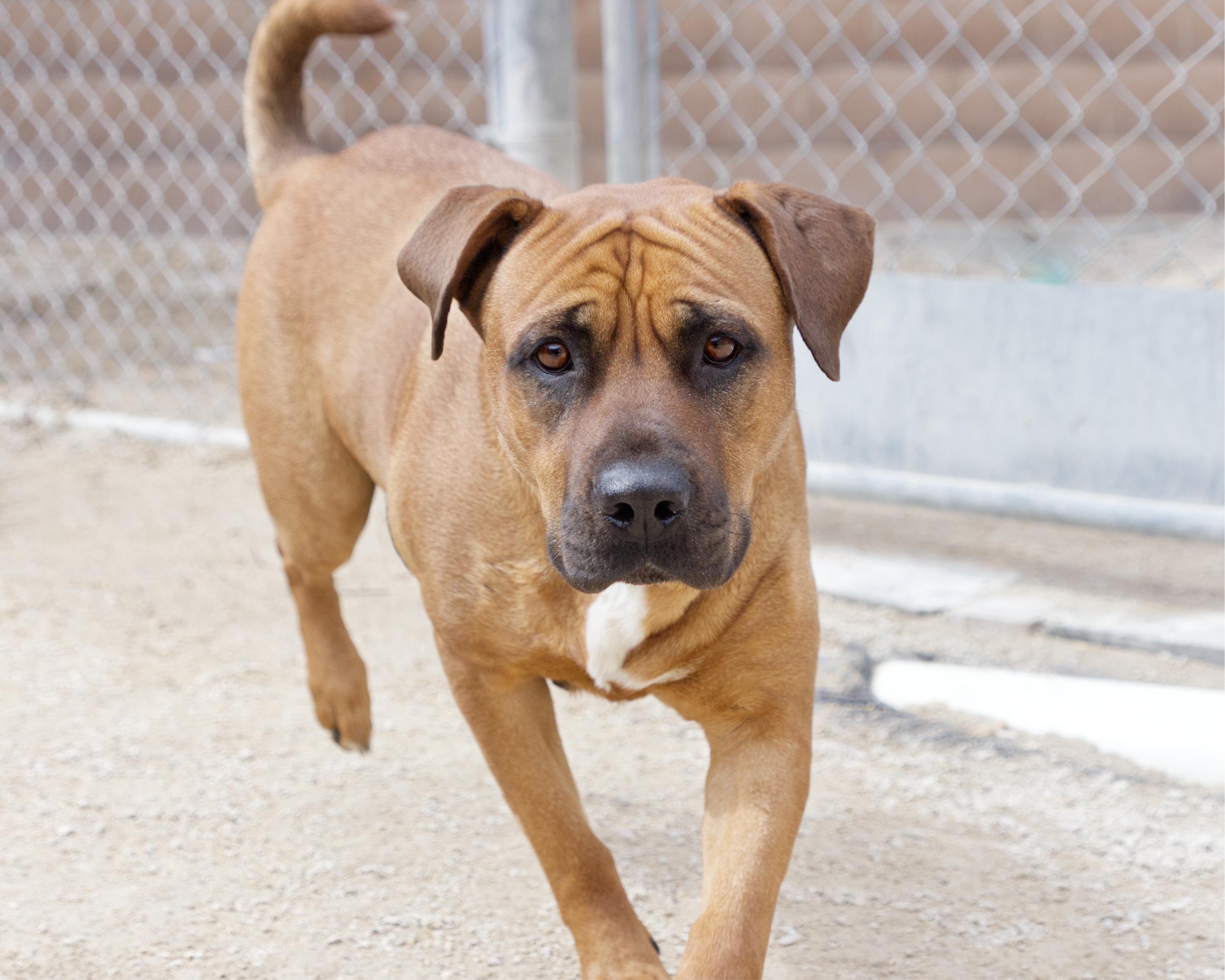 Enlarge Moxie, an adoptable mixed breed in Winnipeg, MB image 3/3