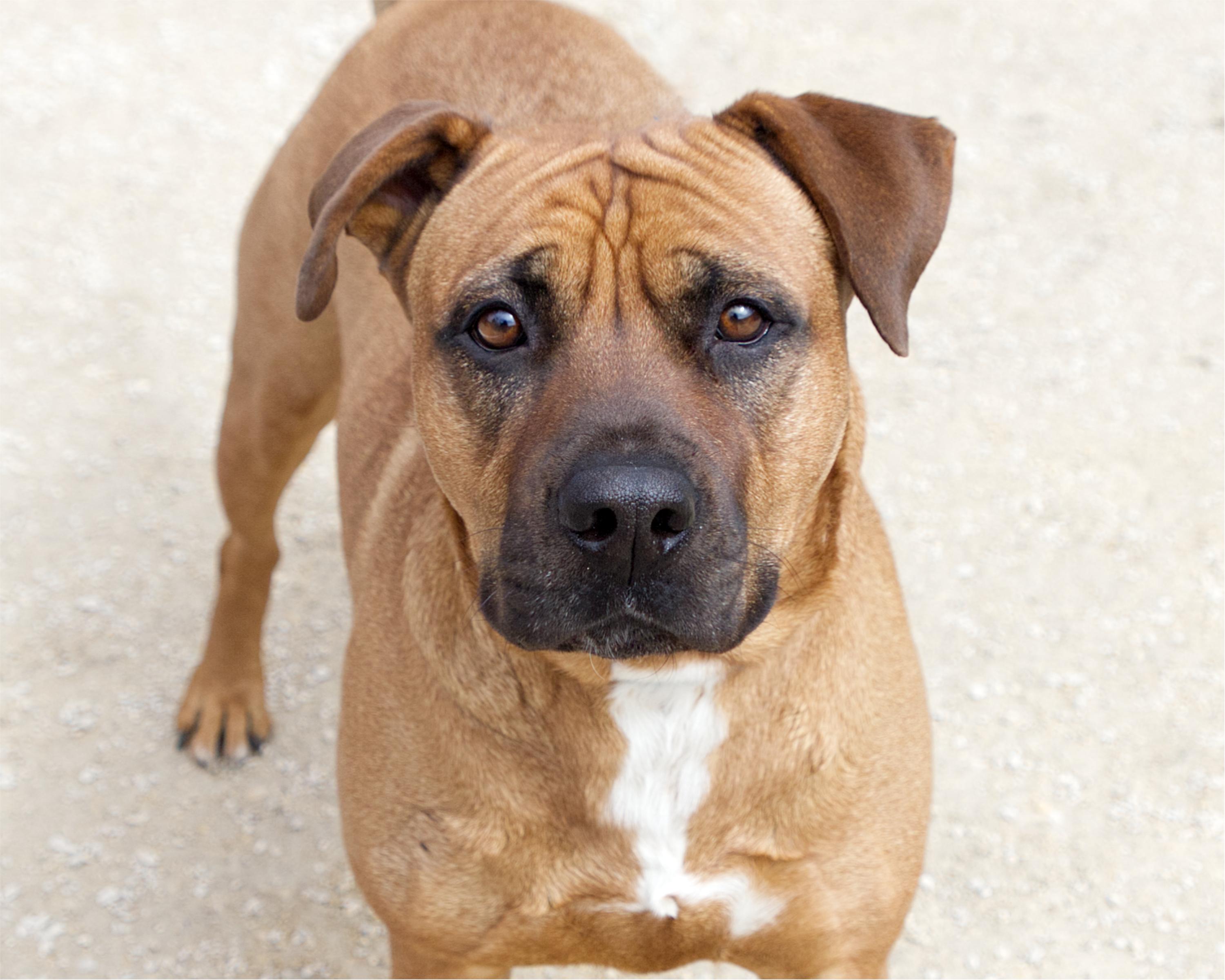 Enlarge Moxie, an adoptable mixed breed in Winnipeg, MB image 1/3