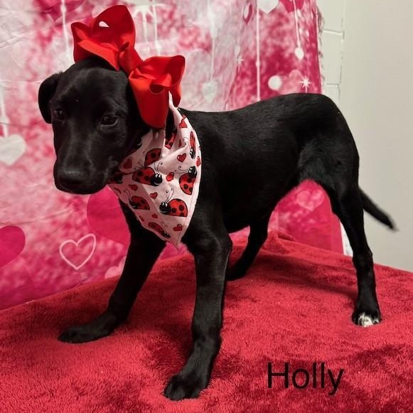 Enlarge Holly, a ADOPTABLE mixed breed in Danbury, CT image 1/2
