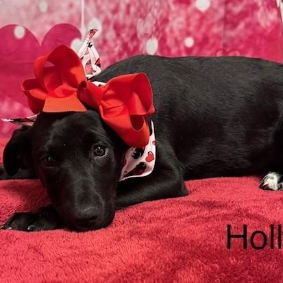 Enlarge Holly, a ADOPTABLE mixed breed in Danbury, CT image 2/2