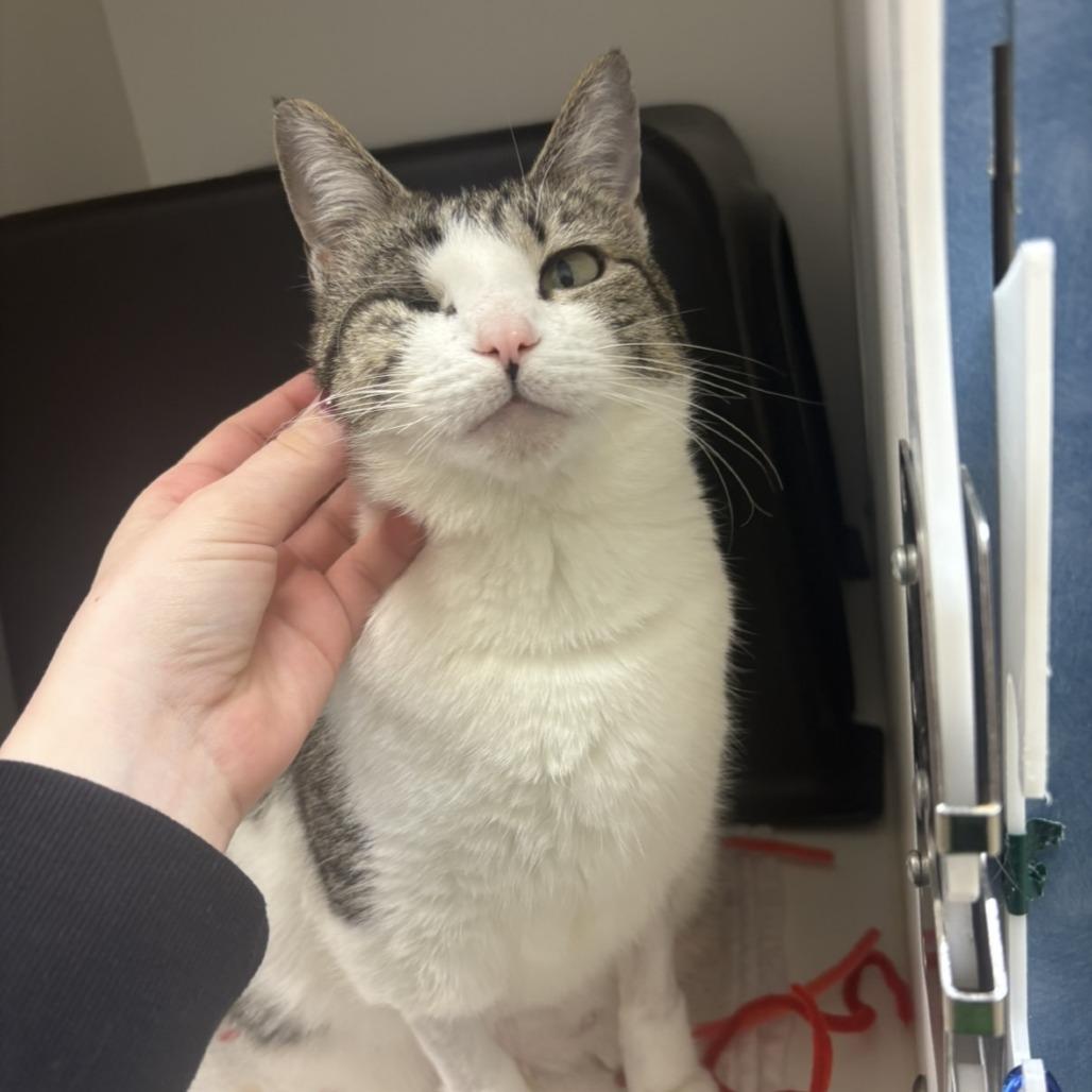 Libby, Adoptable, Adult Female Domestic Short Hair.