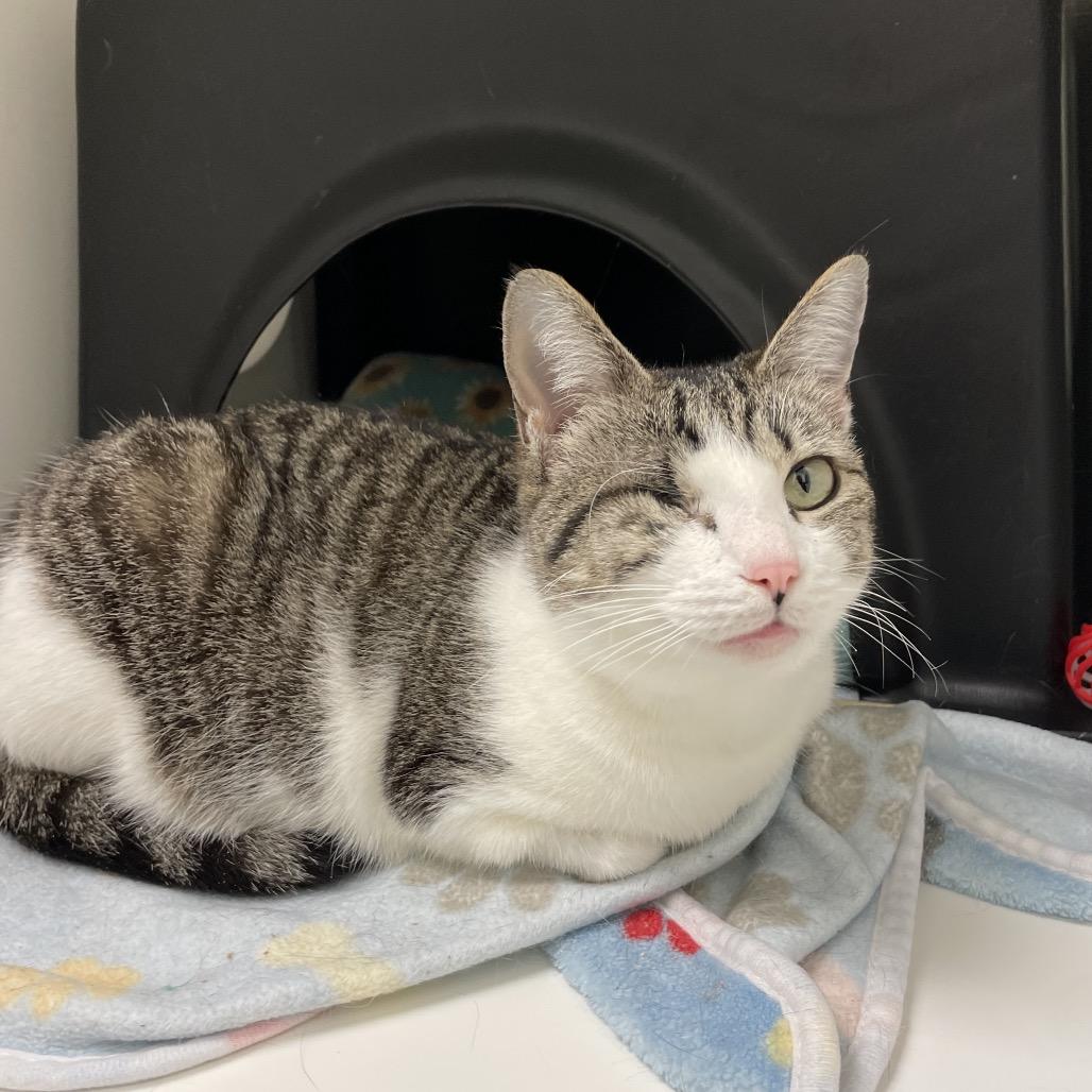 Enlarge Libby, a Adoptable Domestic Short Hair in Nashville, TN image 2/6