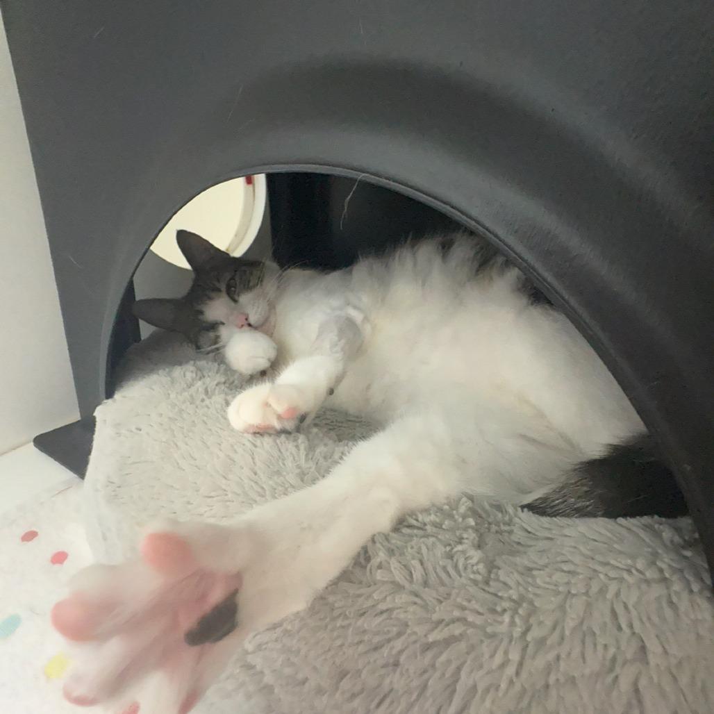 Enlarge Libby, a Adoptable Domestic Short Hair in Nashville, TN image 3/6