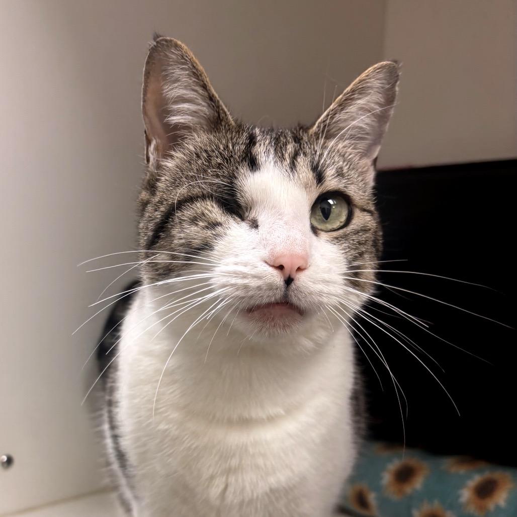 Enlarge Libby, a Adoptable Domestic Short Hair in Nashville, TN image 4/6