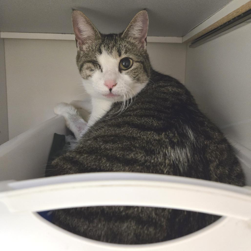 Enlarge Libby, a Adoptable Domestic Short Hair in Nashville, TN image 5/6