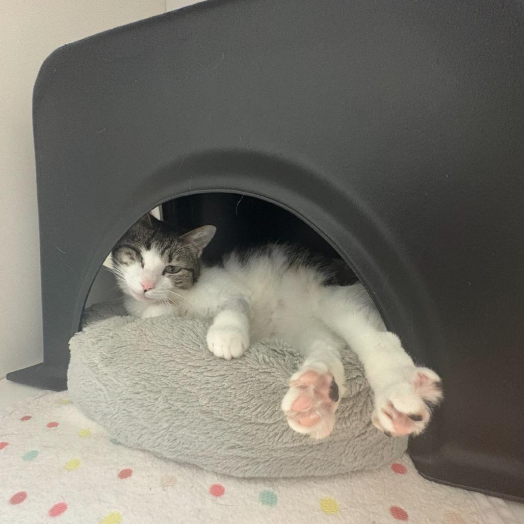 Enlarge Libby, a Adoptable Domestic Short Hair in Nashville, TN image 6/6