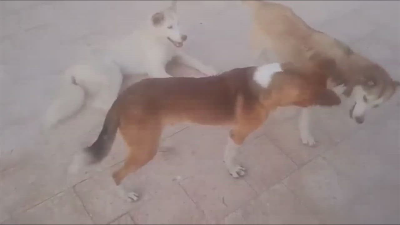 Enlarge Happy Go Lucky - Bonded with Stella, a Adopted mixed breed in Mississauga, ON video 6/11