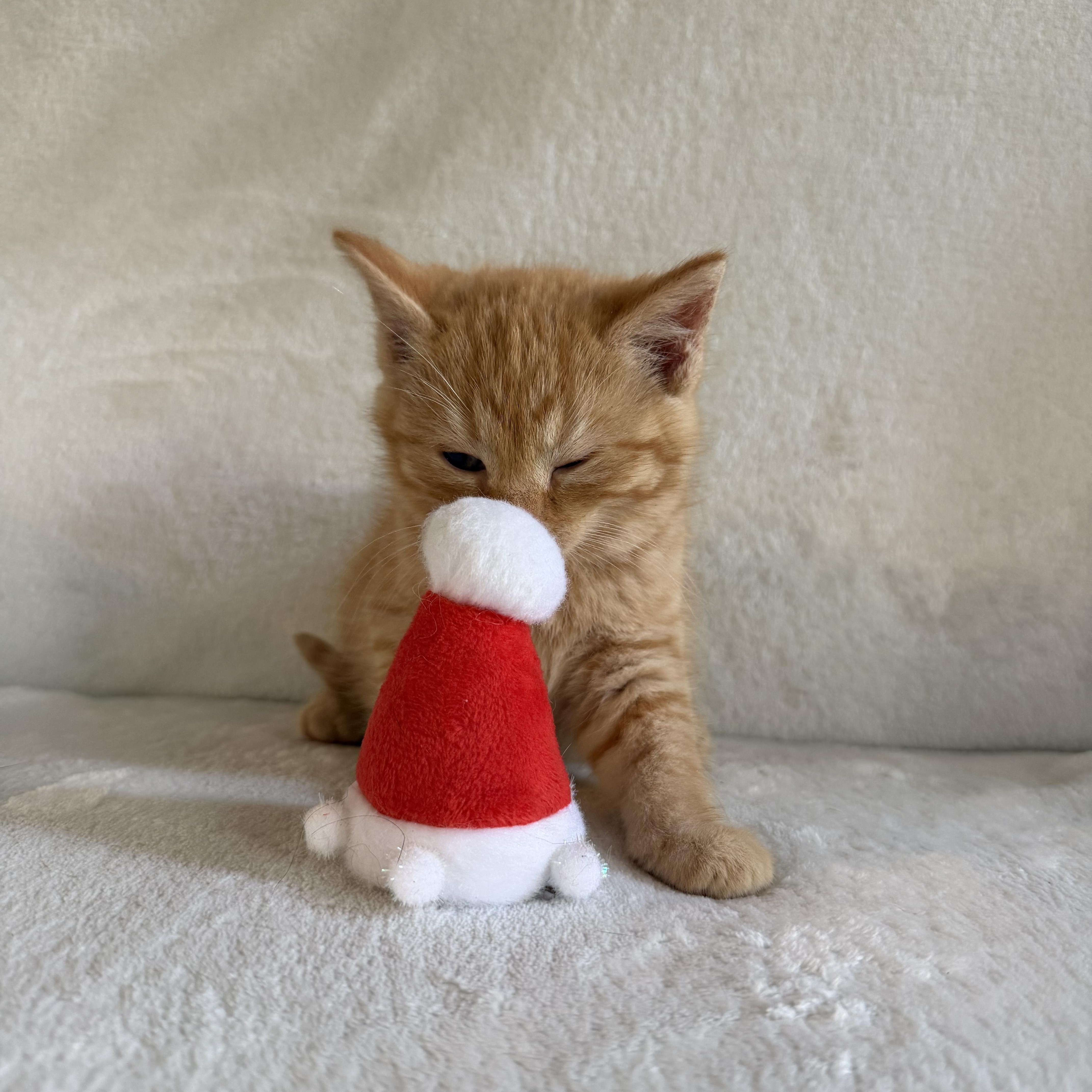 Enlarge Ginger, a Adoptable Domestic Short Hair in Wrightstown, NJ image 1/6