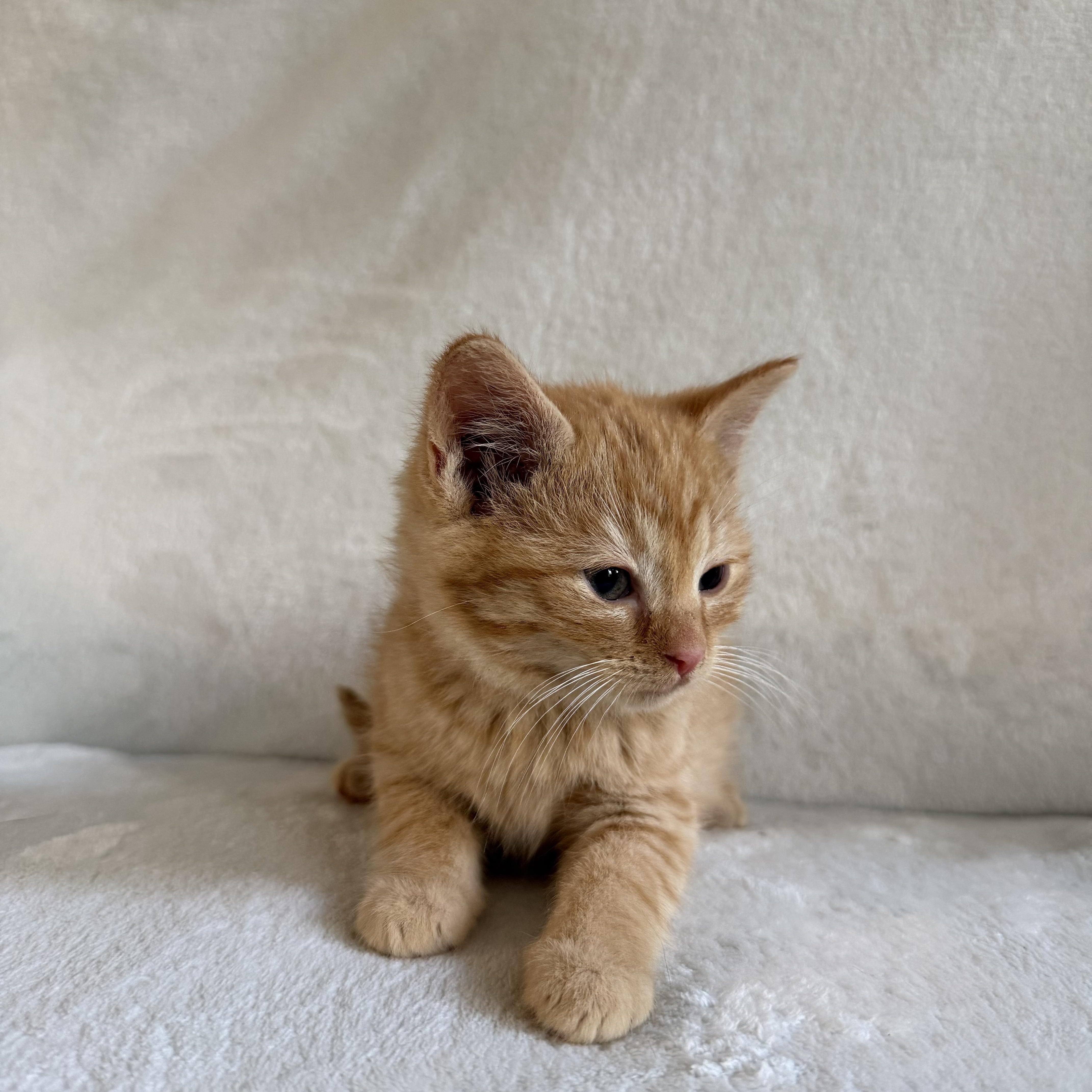 Enlarge Ginger, a Adoptable Domestic Short Hair in Wrightstown, NJ image 2/6