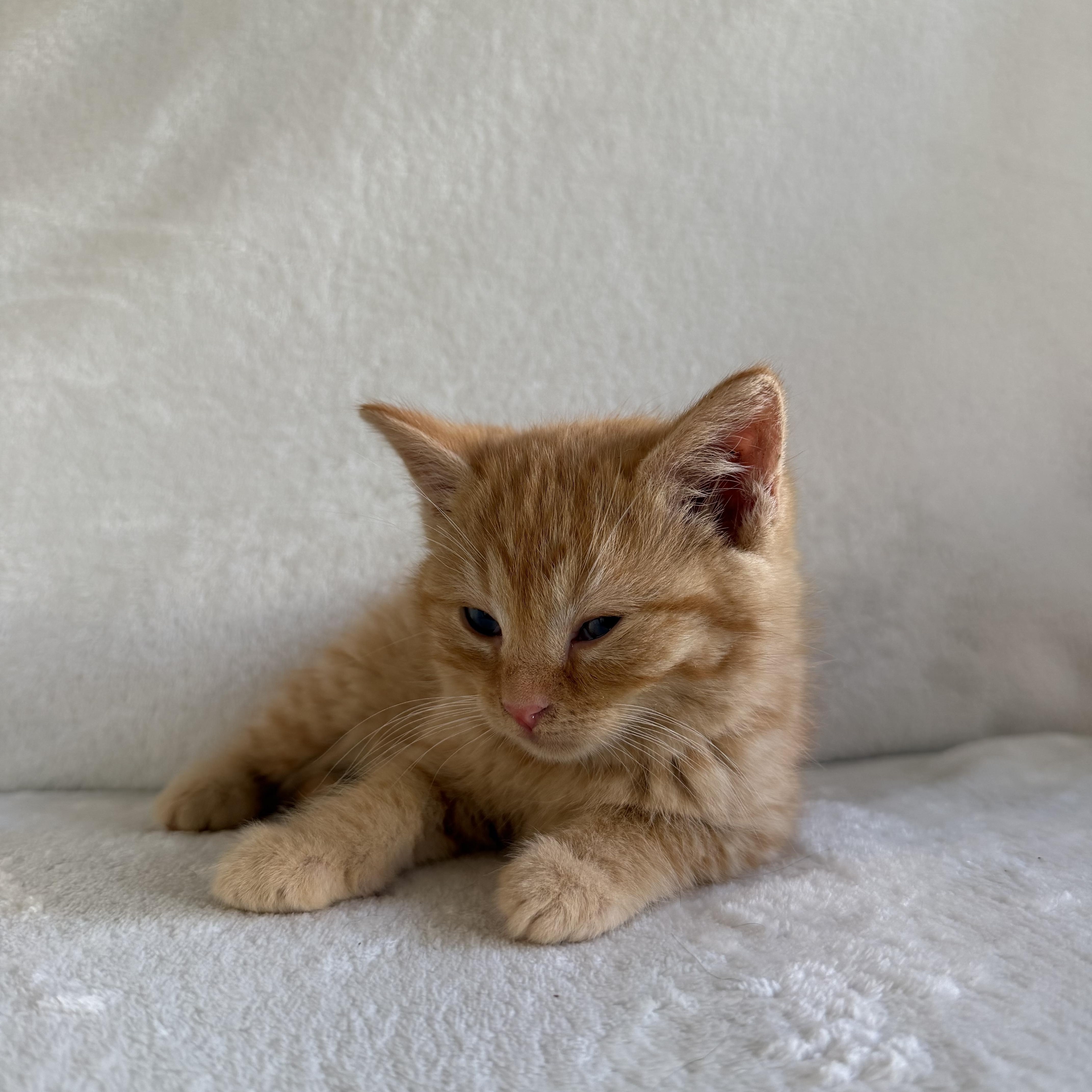 Enlarge Ginger, a Adoptable Domestic Short Hair in Wrightstown, NJ image 5/6