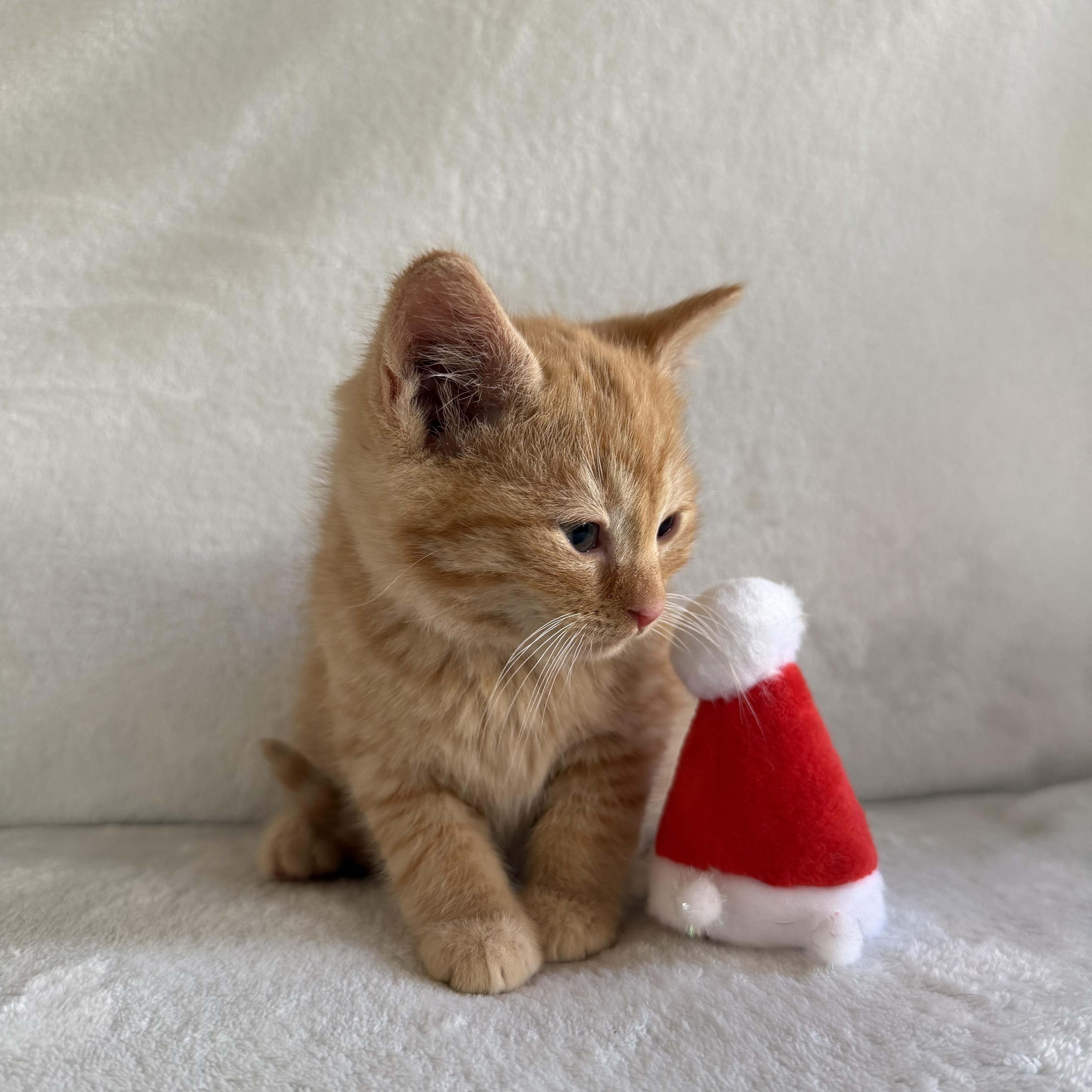 Enlarge Ginger, a Adoptable Domestic Short Hair in Wrightstown, NJ image 3/6