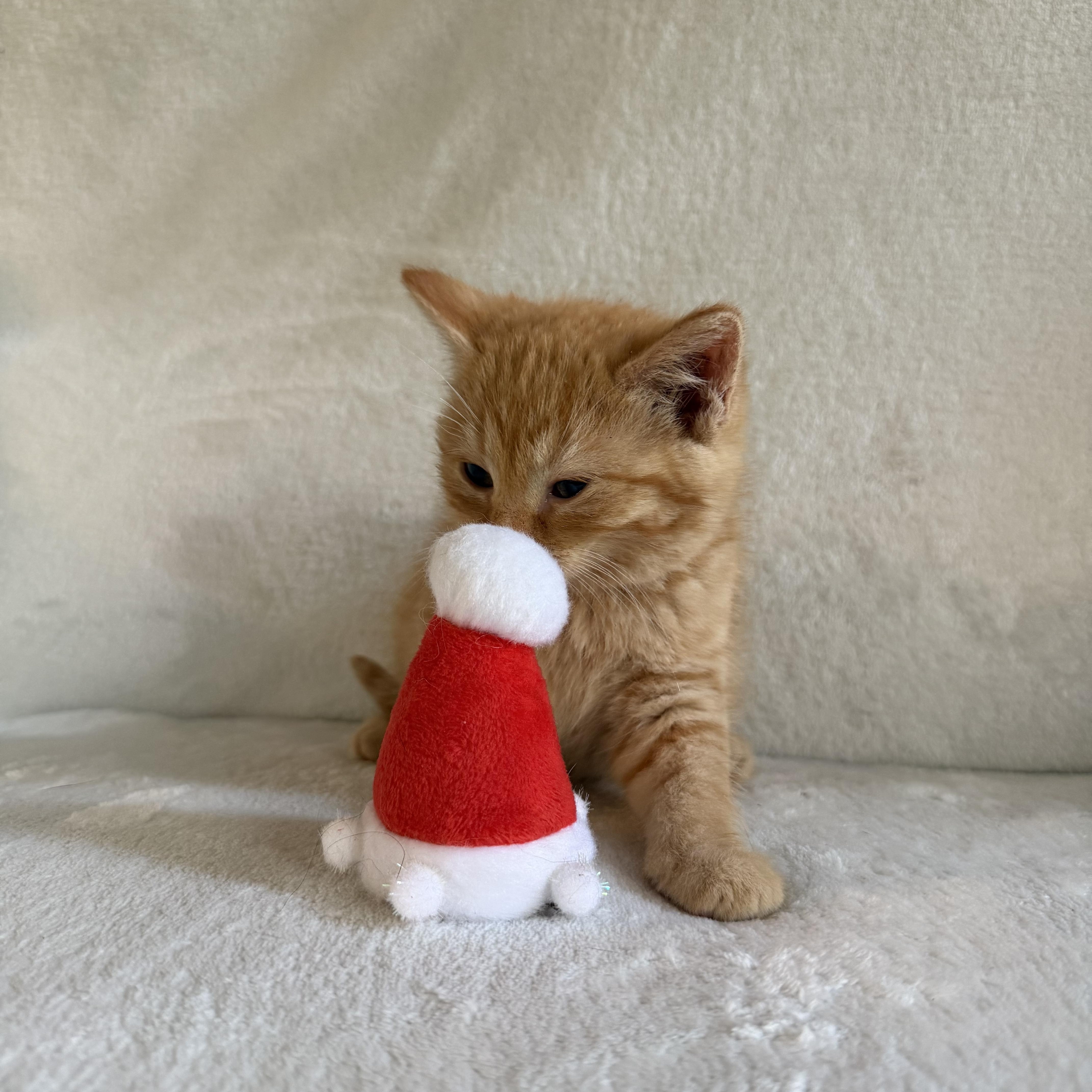 Enlarge Ginger, a Adoptable Domestic Short Hair in Wrightstown, NJ image 6/6