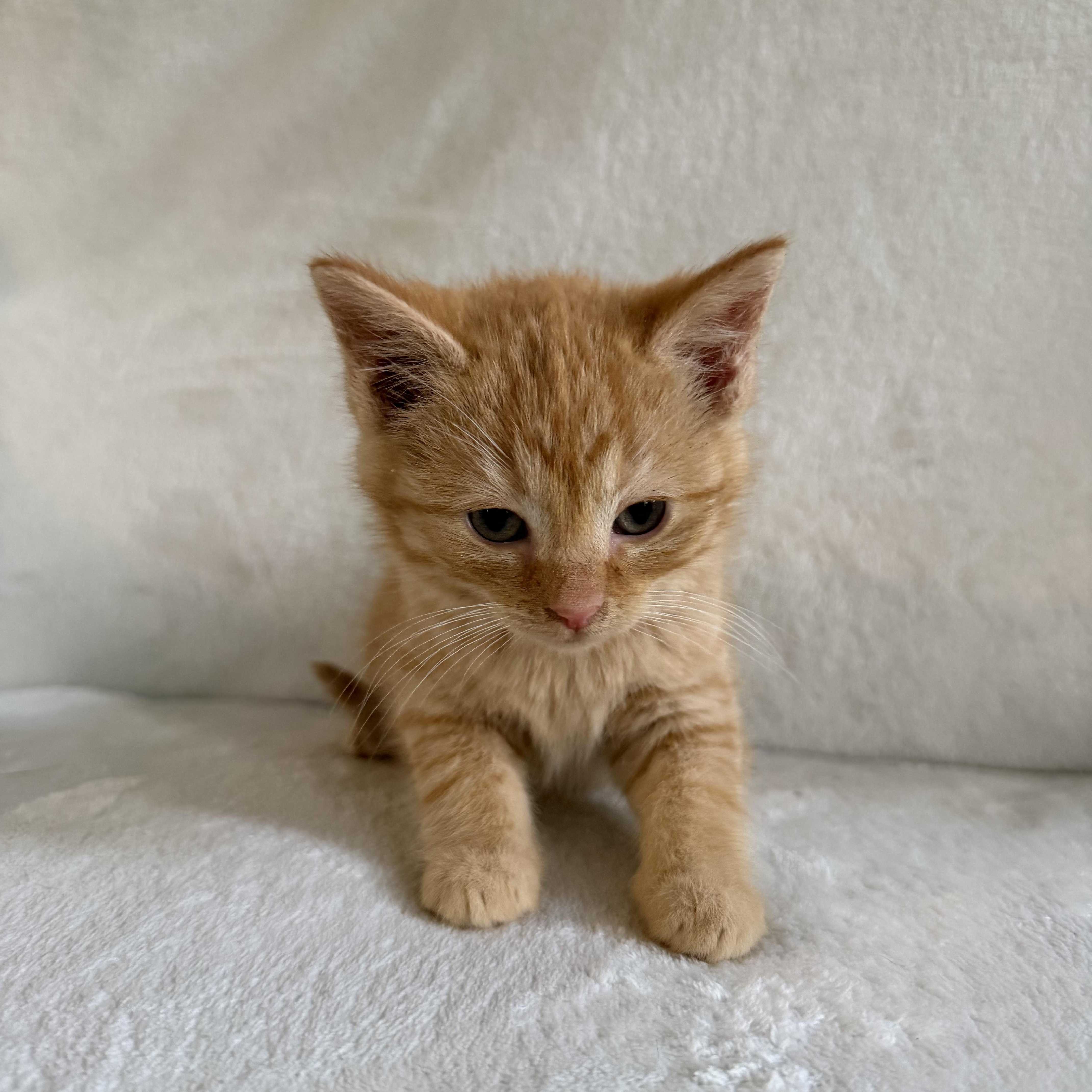 Enlarge Ginger, a Adoptable Domestic Short Hair in Wrightstown, NJ image 4/6