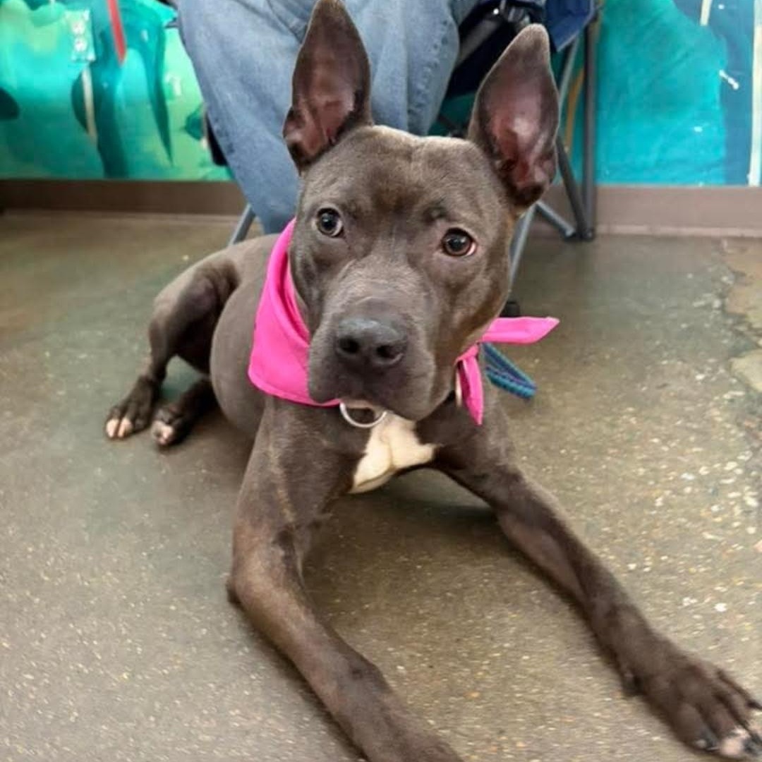 Winnie, ADOPTABLE, Young Female American Staffordshire Terrier & Pit Bull Terrier.