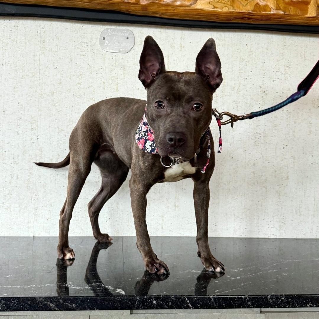 Winnie, a ADOPTABLE mixed breed in Colonial Heights, VA image 2/2