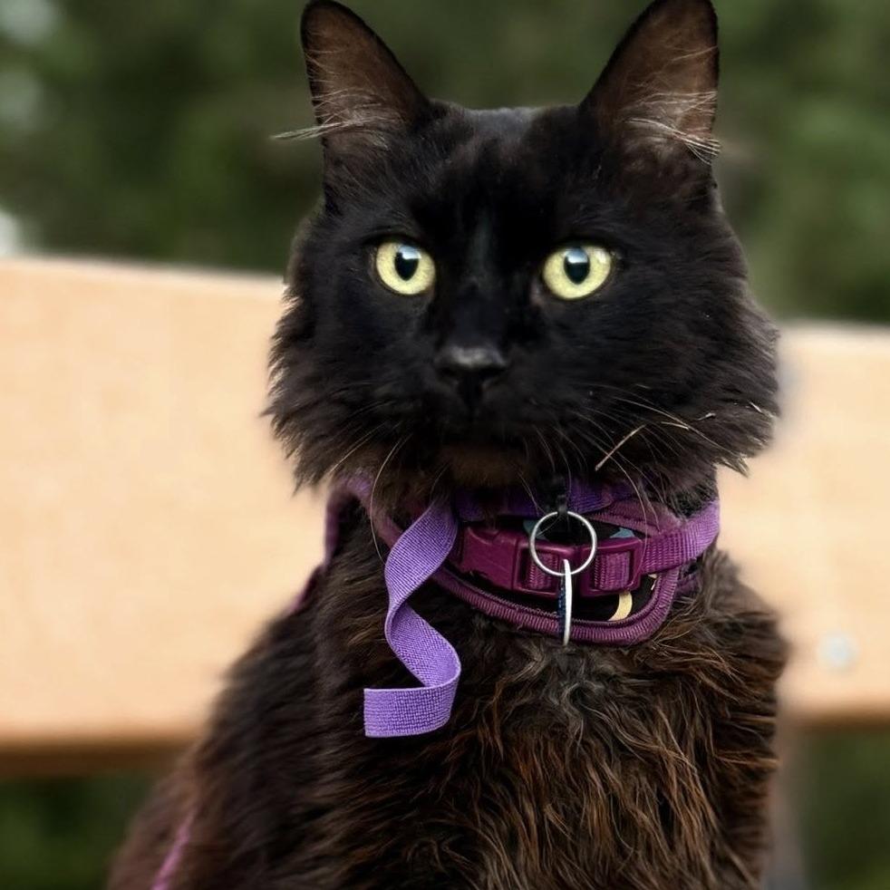 Pepe — thumbnail 3