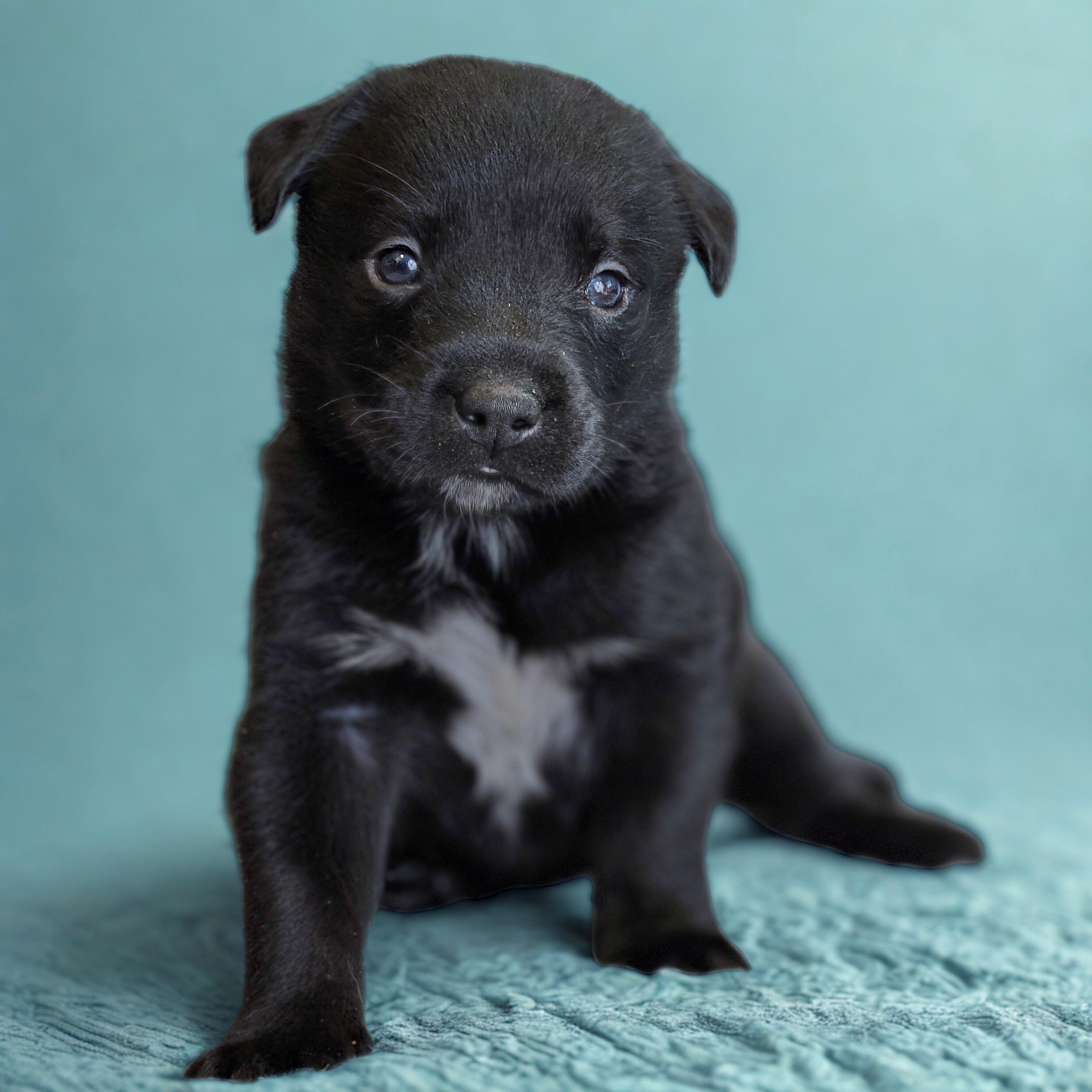 Teddy Miles, ADOPTABLE, Puppy Male Chihuahua & Cattle Dog.