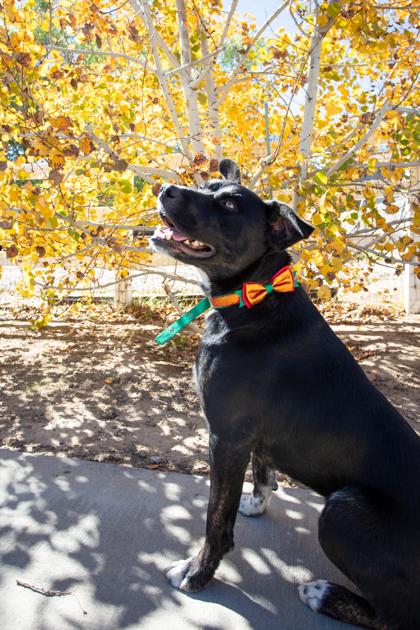 Denali, a Adoptable mixed breed in Lebec, CA image 1/2