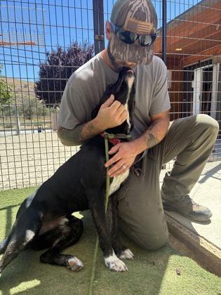 Denali, a Adoptable mixed breed in Lebec, CA image 2/2