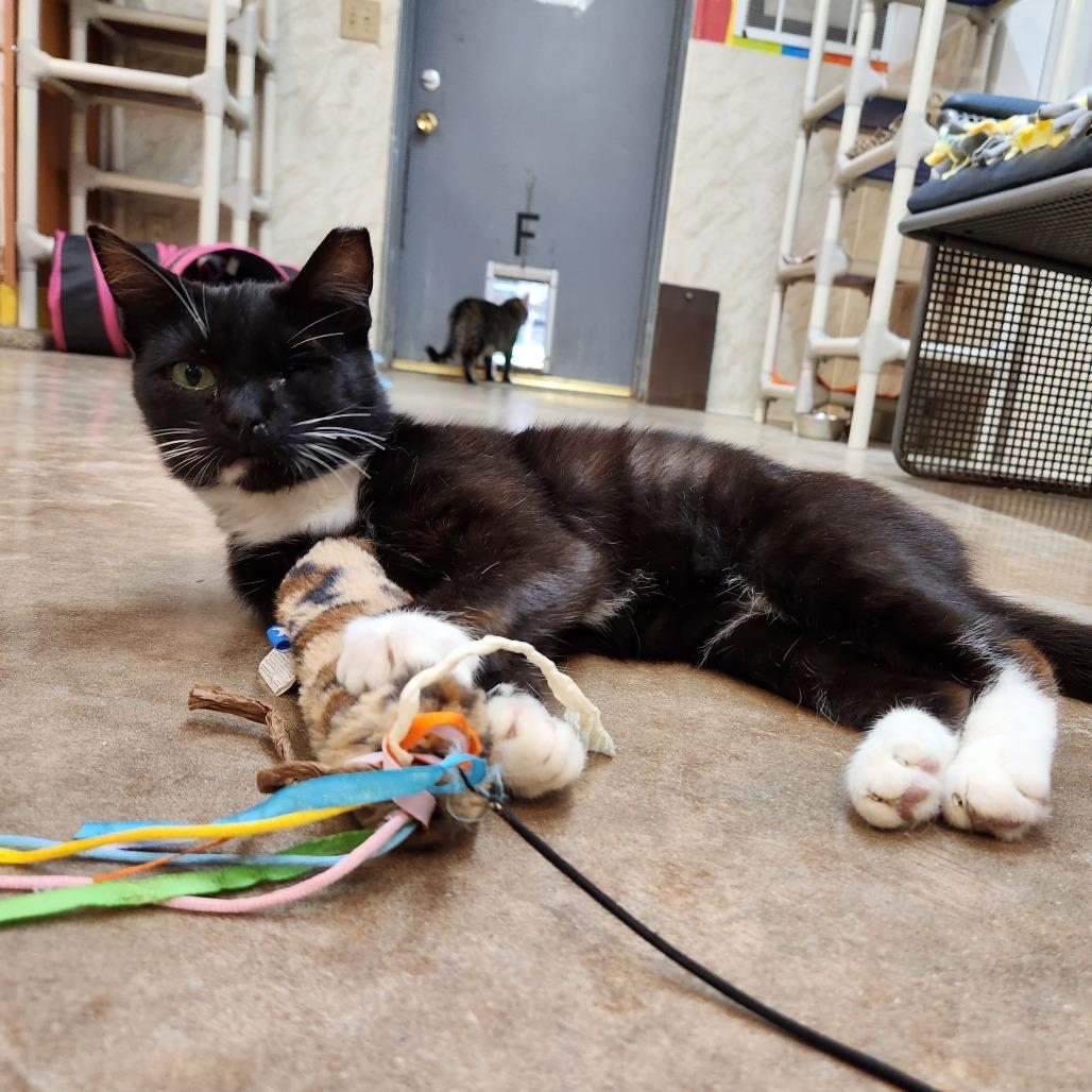 Enlarge Plankton, a Adoptable Domestic Short Hair in Delaware, OH image 1/6