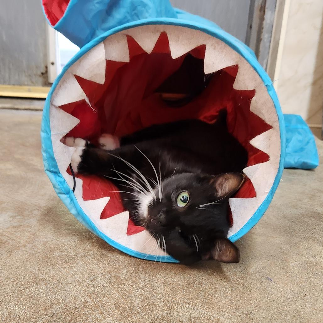 Enlarge Plankton, a Adoptable Domestic Short Hair in Delaware, OH image 2/6