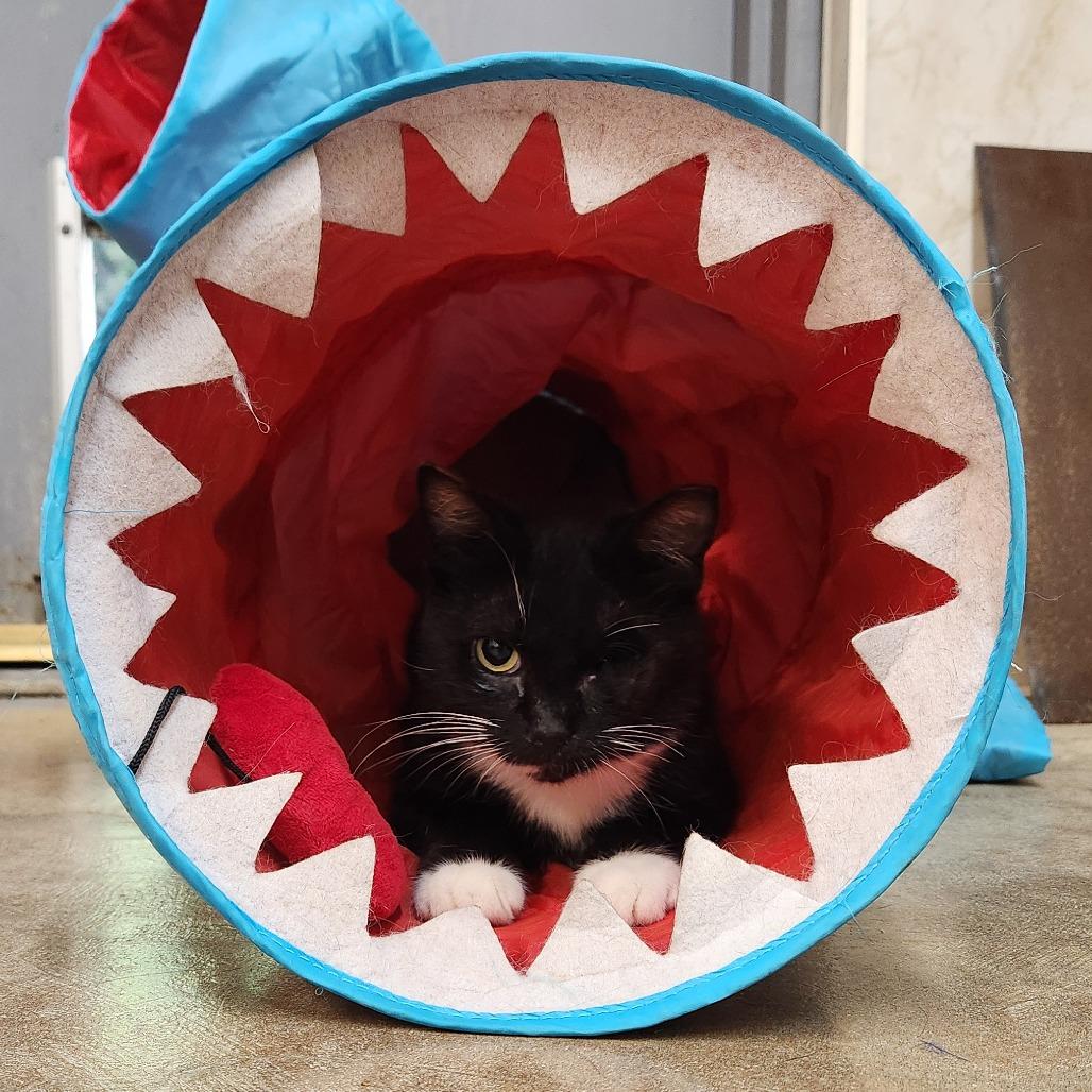 Enlarge Plankton, a Adoptable Domestic Short Hair in Delaware, OH image 3/6