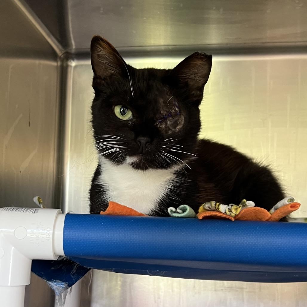 Enlarge Plankton, a Adoptable Domestic Short Hair in Delaware, OH image 4/6