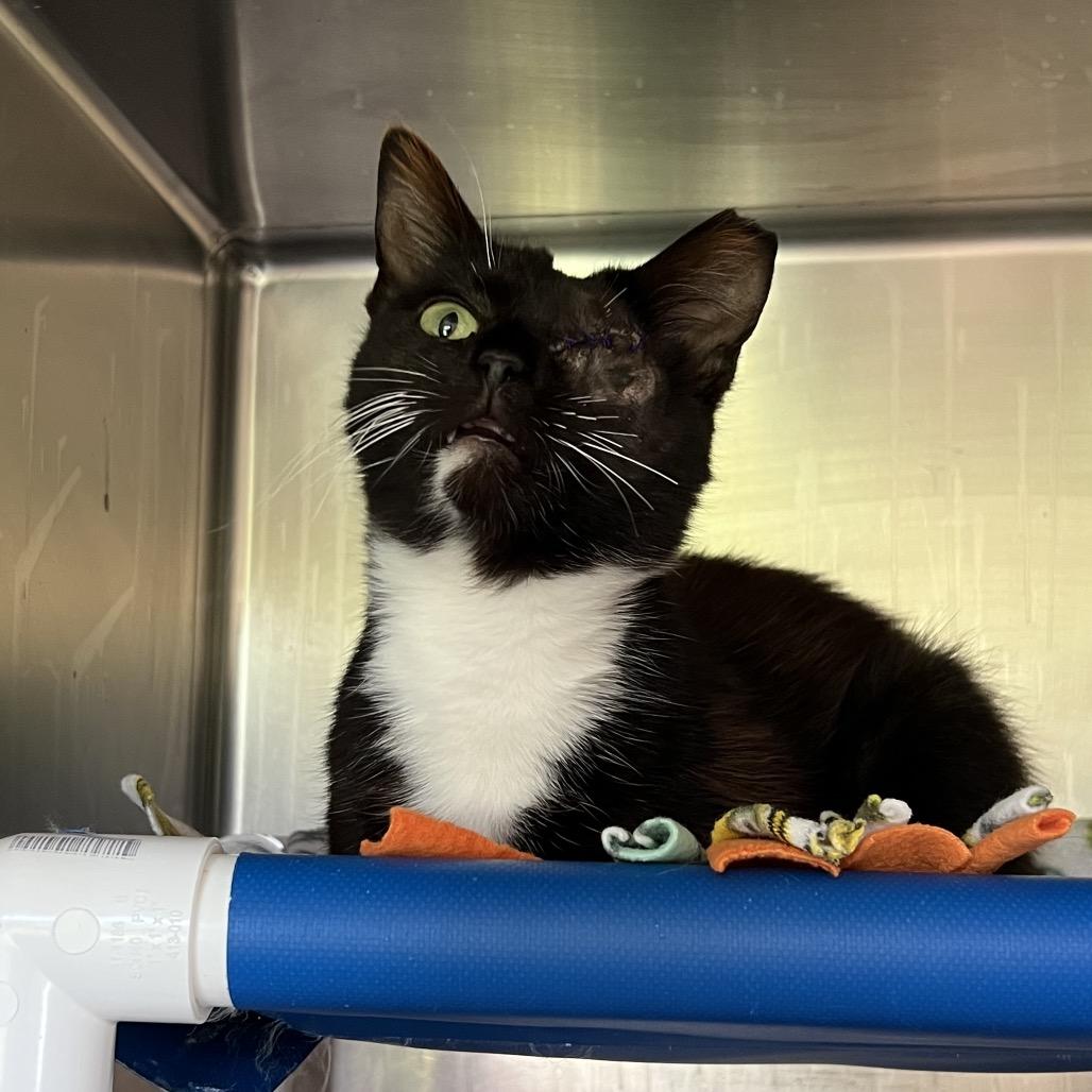Enlarge Plankton, a Adoptable Domestic Short Hair in Delaware, OH image 5/6