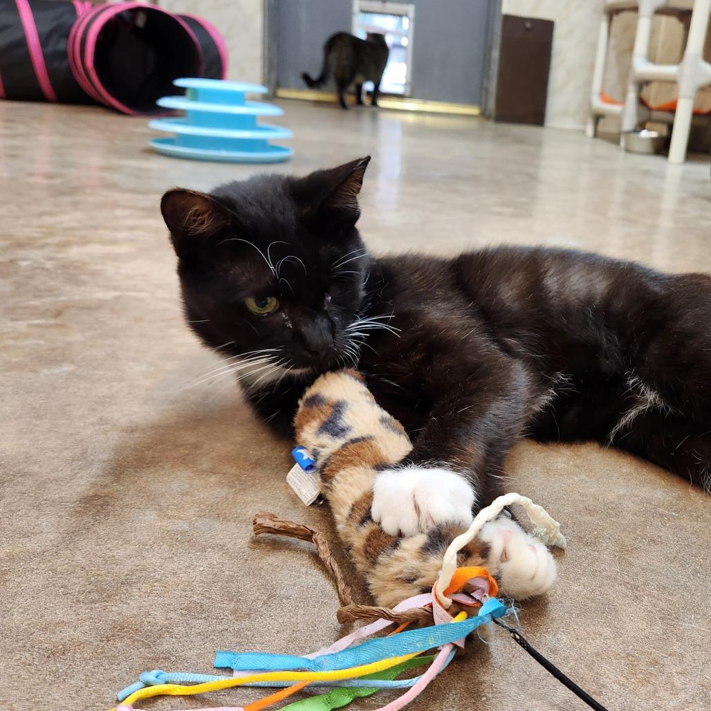 Enlarge Plankton, a Adoptable Domestic Short Hair in Delaware, OH image 6/6