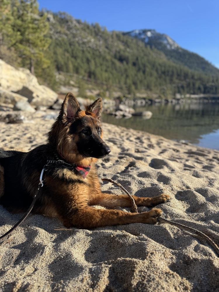 Cali, Adoptable, Young Female German Shepherd Dog.