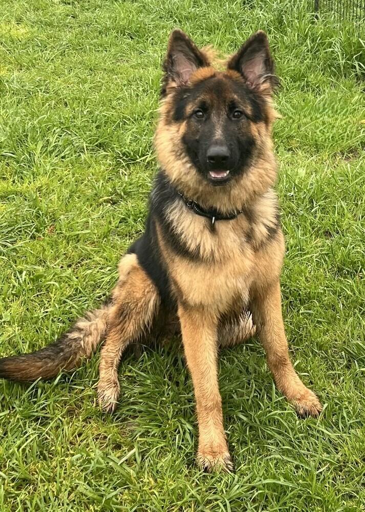 Enlarge Cali, a Adoptable German Shepherd Dog in Fulton, CA image 2/6